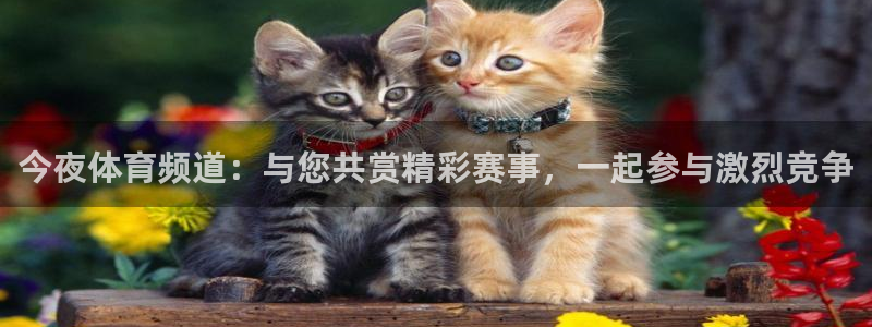 今夜体育频道：与您共赏精彩赛事，一起参与激烈竞争